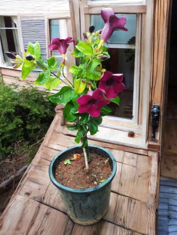 Allamanda blanchetii, Purple Allamanda or Violet Allamanda