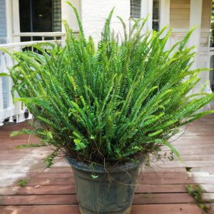 Boston Fern Green , Nephrolepis Exaltata Bosteniensis - Super Big