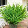 Boston Fern Green , Nephrolepis Exaltata Bosteniensis - Super Big