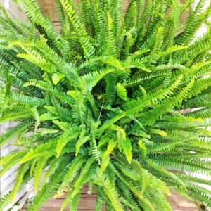 Boston Fern Green , Nephrolepis Exaltata Bosteniensis - Super Big