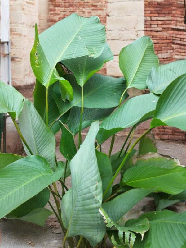 Calathea Lutea (Cuban Cigar)