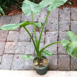 Colocasia Taro