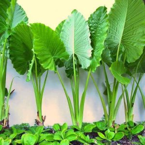 Colocasia Taro