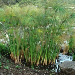 Cyperus Papyrus Egyptian Paper Reed, Giant Papyrus, Paper Reed, reedmace and African bullrush