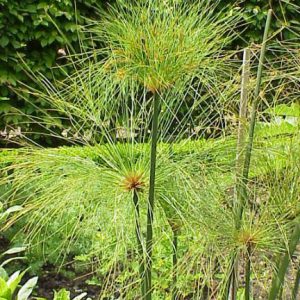 Cyperus Papyrus (Egyptian Paper Reed, Giant Papyrus, Paper Reed, reedmace and African bullrush )