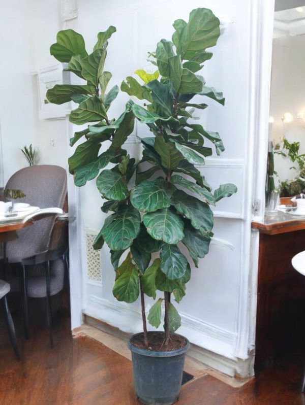 Fiddle Leaf Fig (Ficus Lyrata)