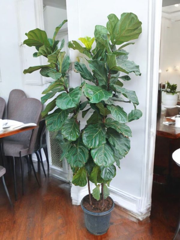 Fiddle Leaf Fig (Ficus Lyrata)