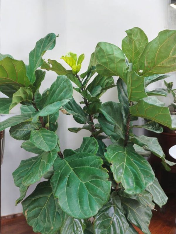 Fiddle Leaf Fig (Ficus Lyrata)