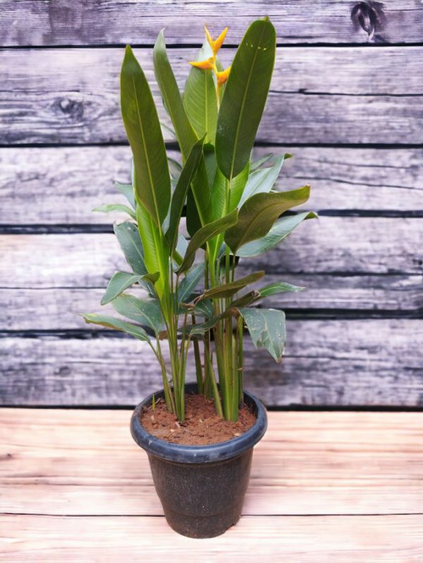 Heliconia latispatha Orange Gyro