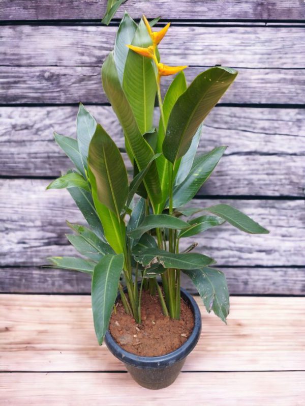 Heliconia latispatha Orange Gyro