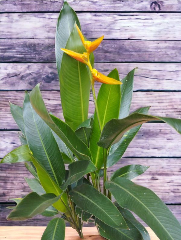 Heliconia latispatha Orange Gyro