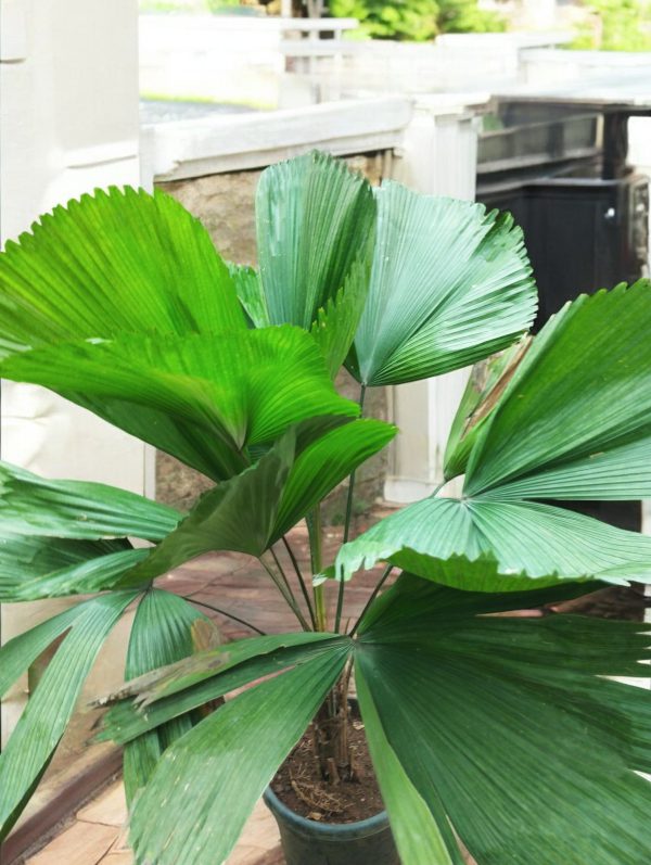 Licuala Grandis Ruffled Fan Palm