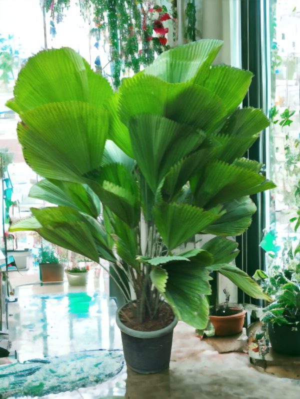 Licuala Grandis Ruffled Fan Palm Plant