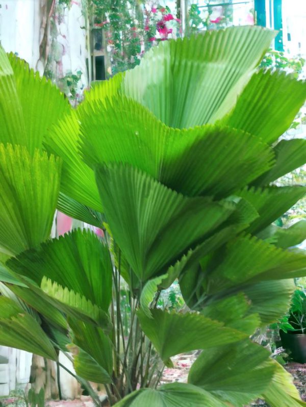 Licuala Grandis Ruffled Fan Palm Plant