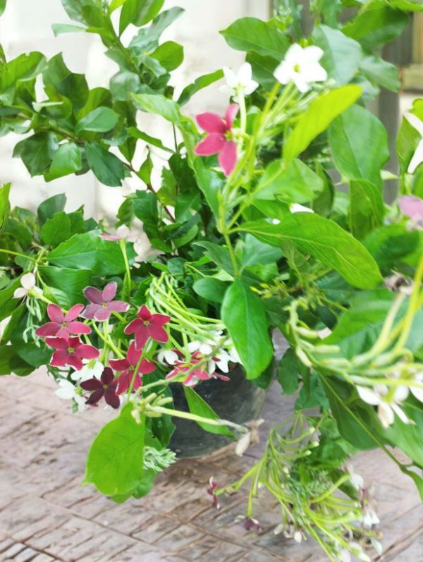 Madhumalti, Rangoon Creeper