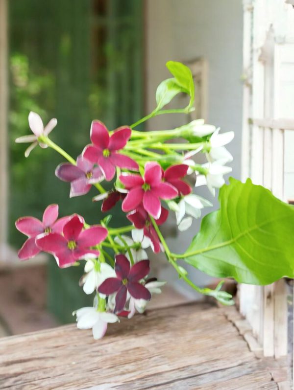 Madhumalti, Rangoon Creeper