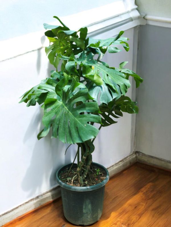 Monstera Deliciosa