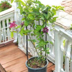 Passiflora Alata, the winged-stem passion flower, Fragrant Granadilla