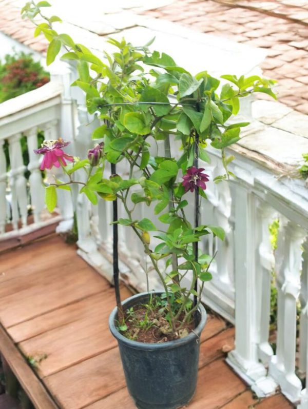 Passiflora Alata, the winged-stem passion flower, Fragrant Granadilla