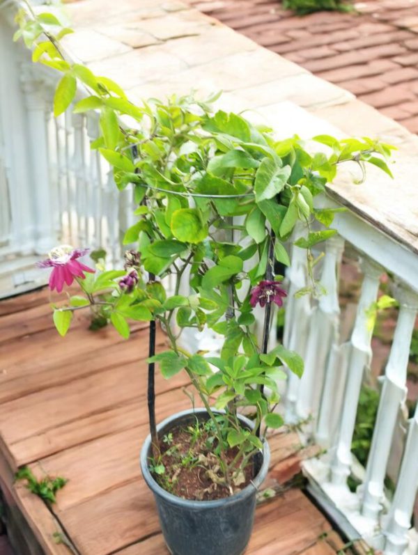 Passiflora Alata, the winged-stem passion flower, Fragrant Granadilla