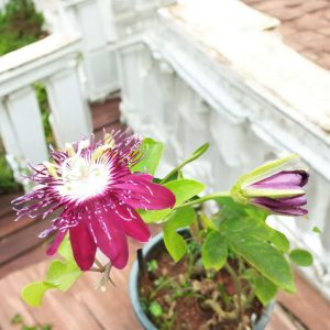 Passiflora Alata, the winged-stem passion flower, Fragrant Granadilla