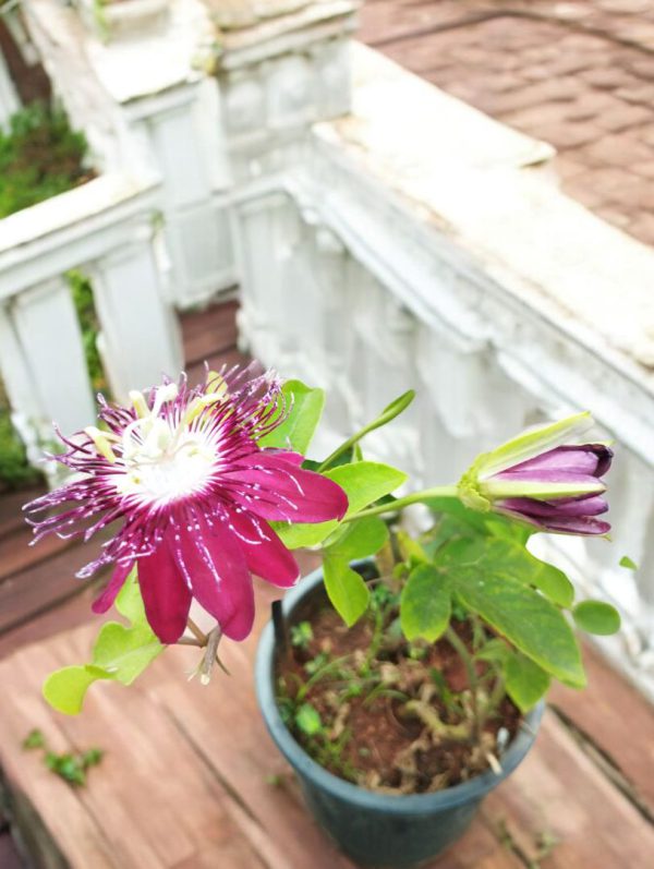 Passiflora Alata, the winged-stem passion flower, Fragrant Granadilla