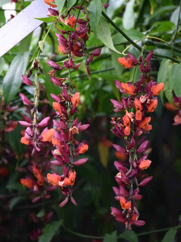 Thunbergia Coccinea Varigata