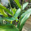 Torch Ginger