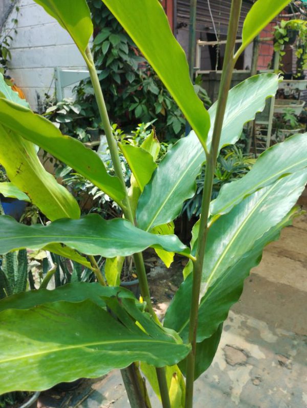 Torch Ginger