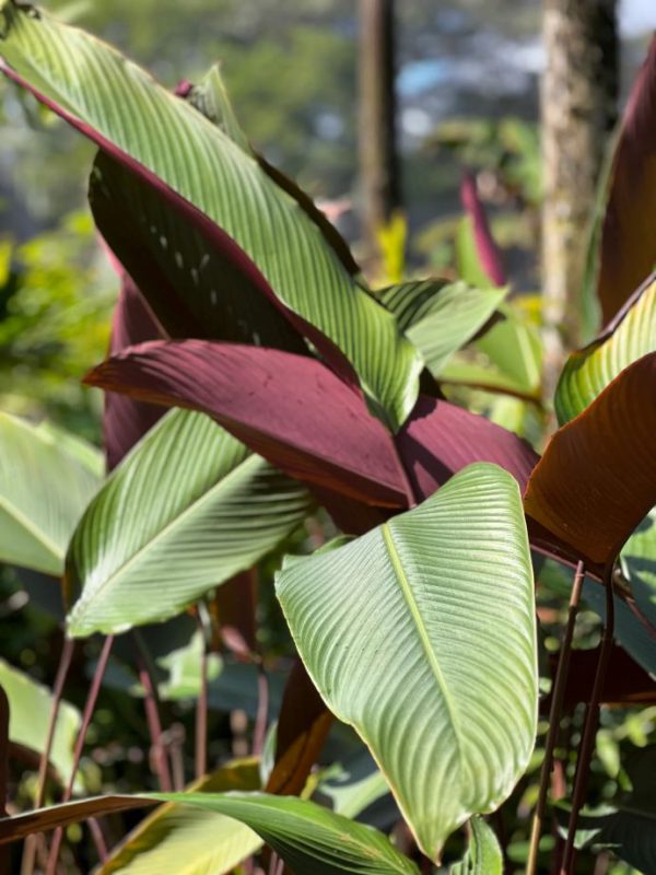 Wheat Calathea