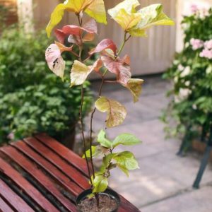 Acalypha wilkesiana (Copperleaf Plant)