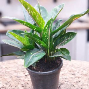 Aglaonema Pink Moon