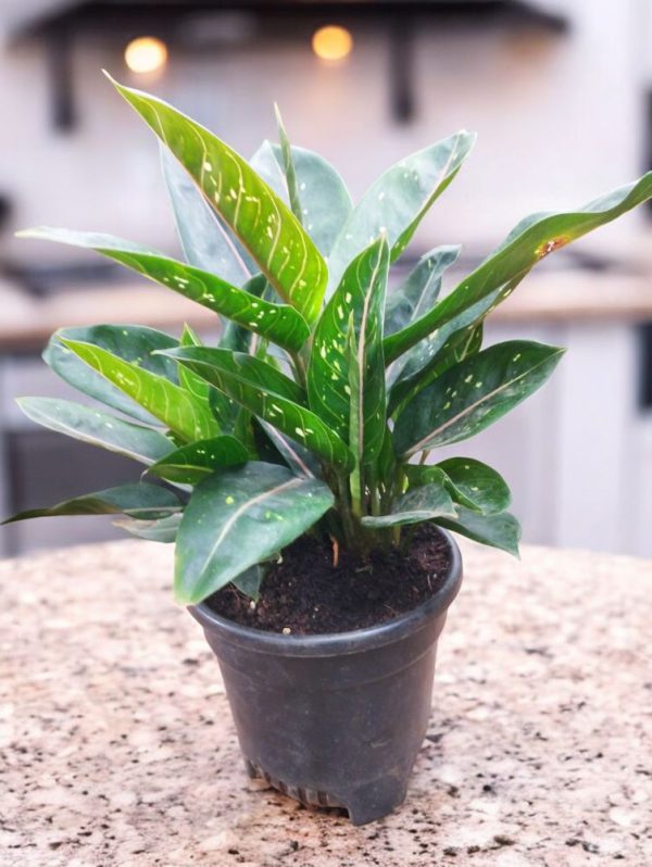 Aglaonema Pink Moon