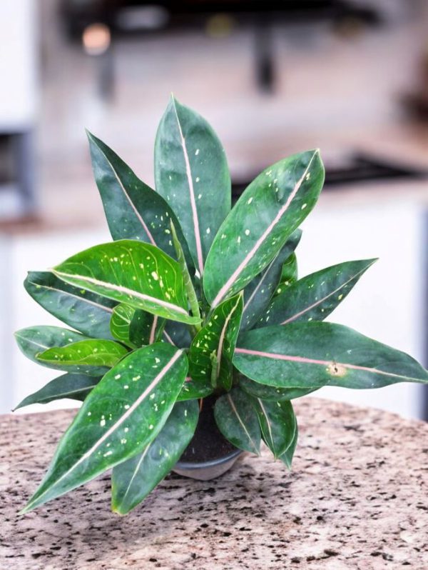 Aglaonema Pink Moon