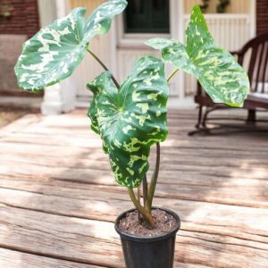 Alocasia Hilo Beauty