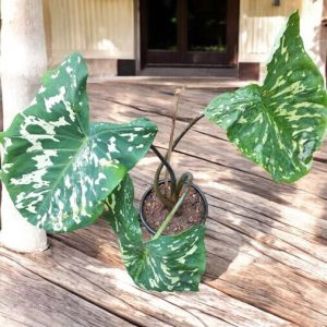 Alocasia Hilo Beauty