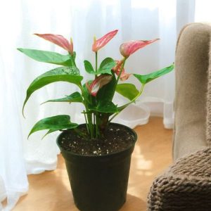 Anthurium Livium