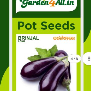 Brinjal Purple Seeds