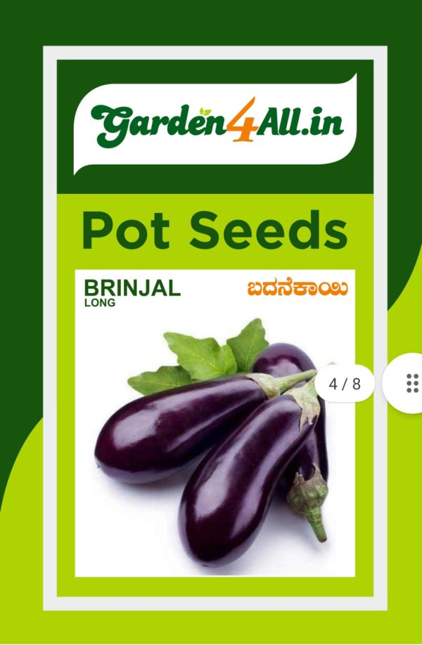 Brinjal Purple Seeds