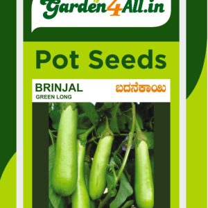 Brinjal Green Long Seeds