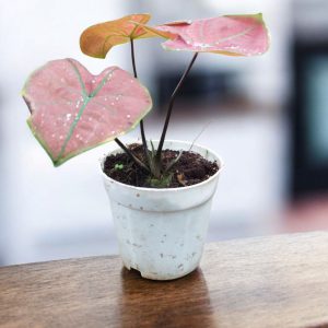 Caladium Green Spider