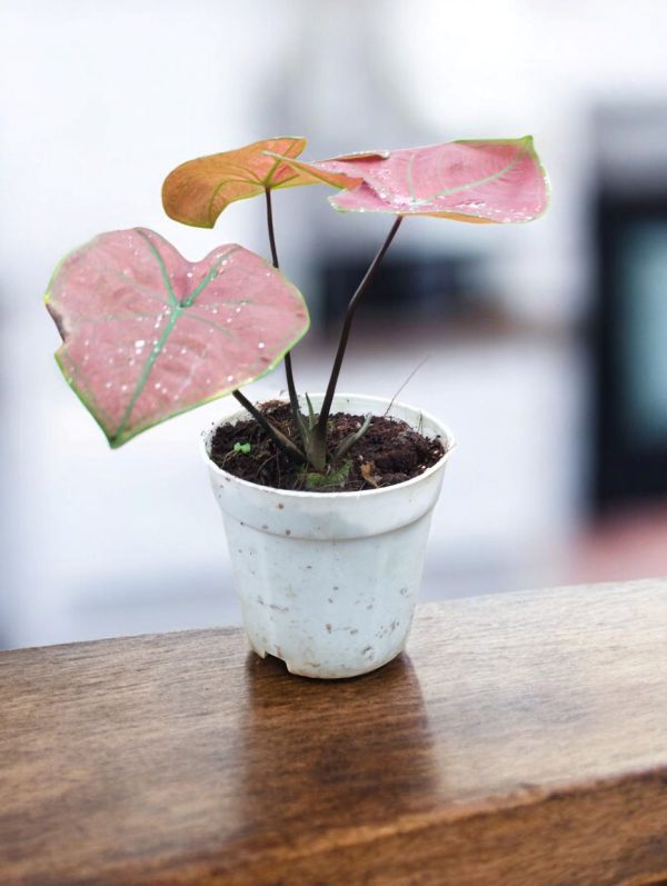 Caladium Green Spider