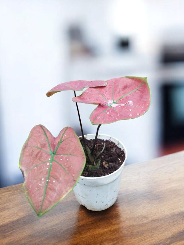 Caladium Green Spider