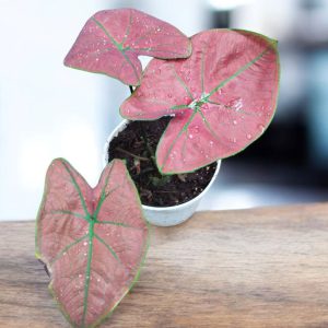 Caladium Green Spider