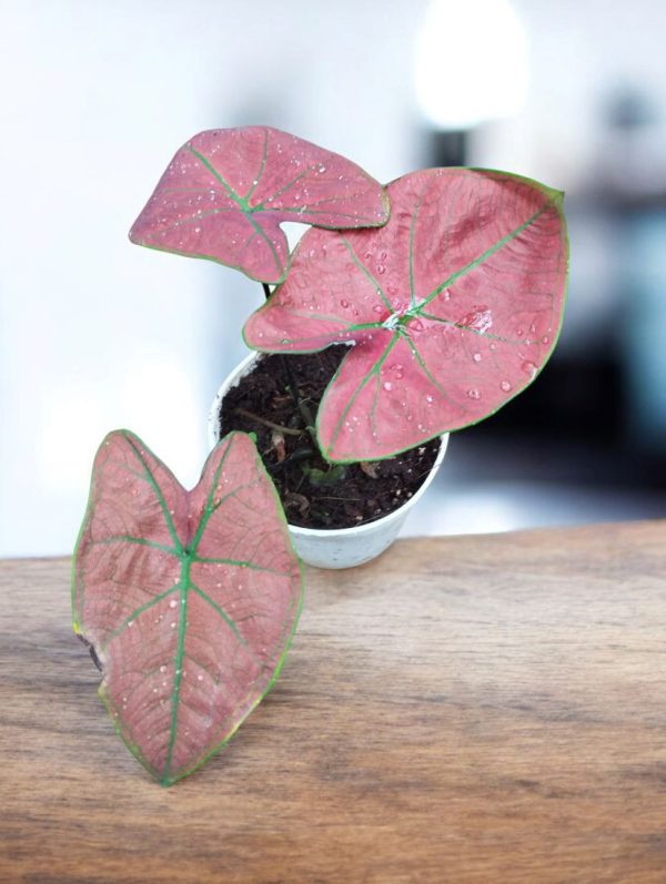 Caladium Green Spider