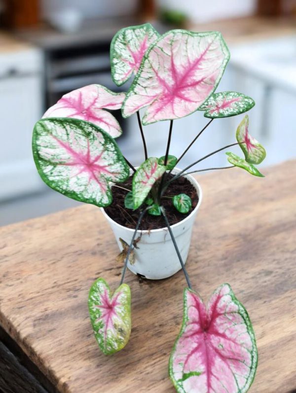 Caladium Tickle Me Pink