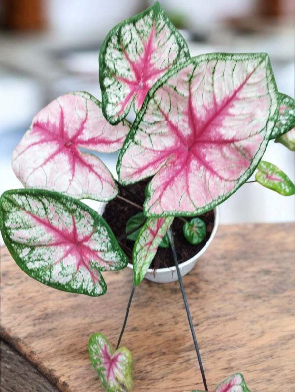 Caladium Tickle Me Pink