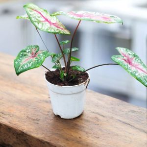 Caladium Tickle Me Pink