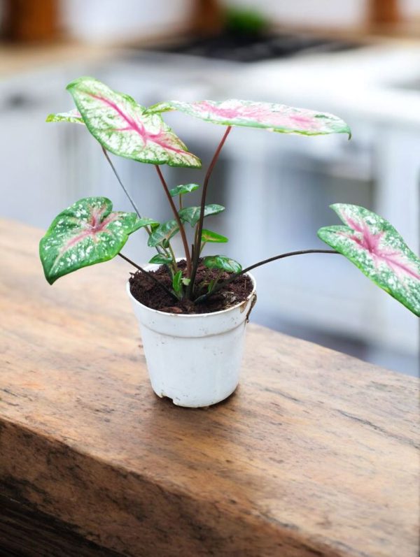 Caladium Tickle Me Pink