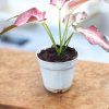 Caladium Zap